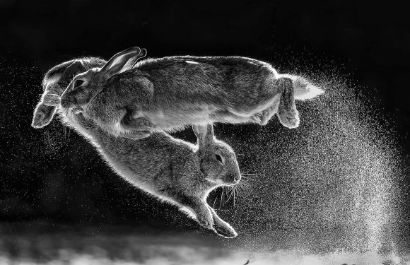 Voici les plus belles photos Nature en 2019 : ouvrez grand les yeux !