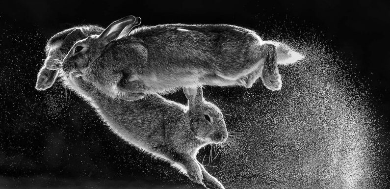 Voici les plus belles photos Nature en 2019 : ouvrez grand les yeux !