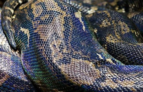 Un gisement de pétrole «géant» découvert au Mexique