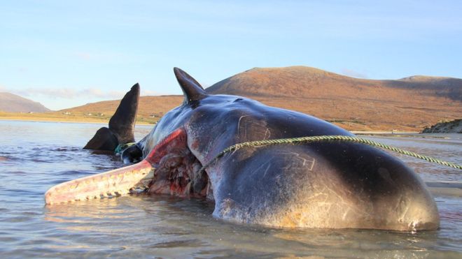 Sperm whale dies with 100kg ‘litter ball’ in its stomach