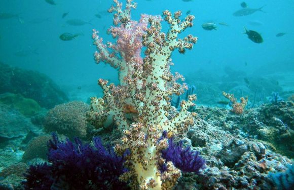 Océans : «Les mangroves et les algues sont capables de capter énormément de carbone»