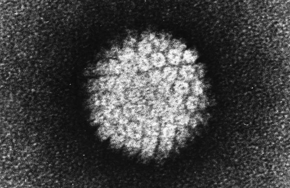 La vaccination contre les papillomavirus humains étendue aux garçons