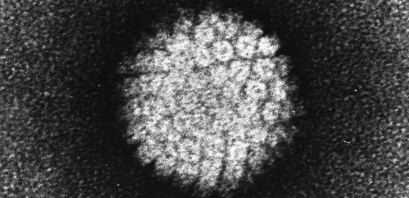La vaccination contre les papillomavirus humains étendue aux garçons