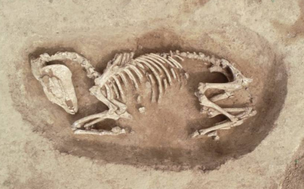 Ifs (14) : découverte de tombes de chevaux datant d’il y a 2.500 ans