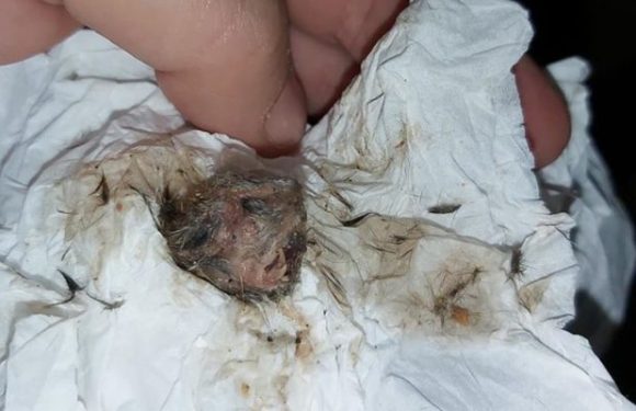 Un garçon de deux ans recrache une tête de souris d’un biscuit Nutella: « Une odeur s’apparentant à celle de la mort se dégageait de sa bouche »