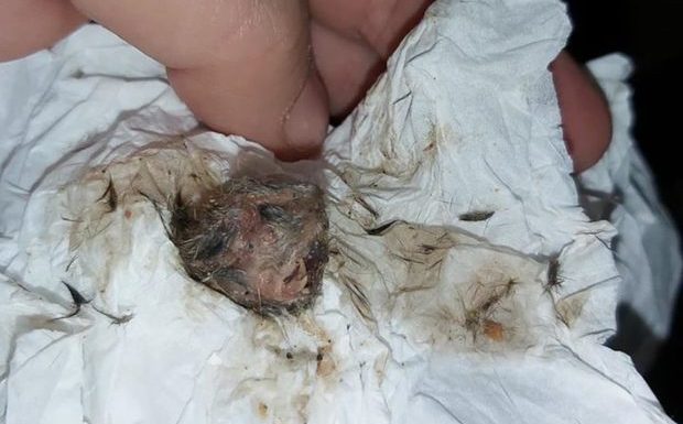 Un garçon de deux ans recrache une tête de souris d’un biscuit Nutella: « Une odeur s’apparentant à celle de la mort se dégageait de sa bouche »
