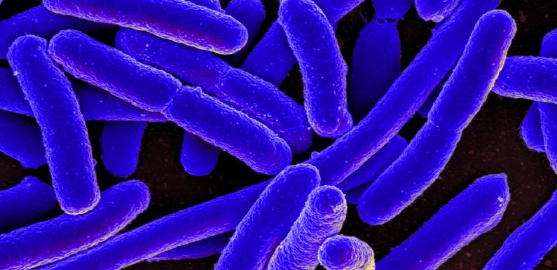 Des chercheurs sont parvenus à créer une bactérie mangeuse de CO2 !