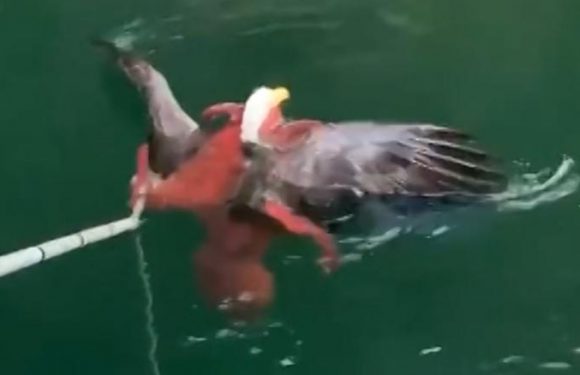 An octopus caught a bald eagle in a death grip. Thanks to some salmon farmers, the eagle survived