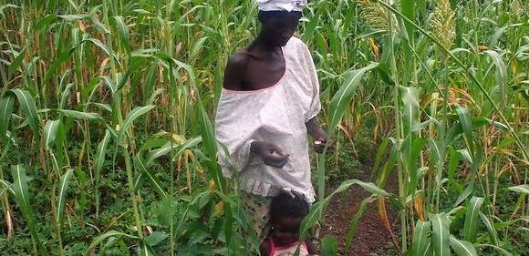 Agriculture : le mil et le sorgho, victimes du changement climatique