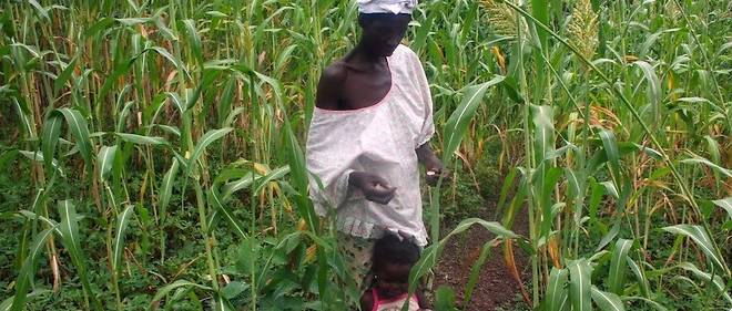 Agriculture : le mil et le sorgho, victimes du changement climatique