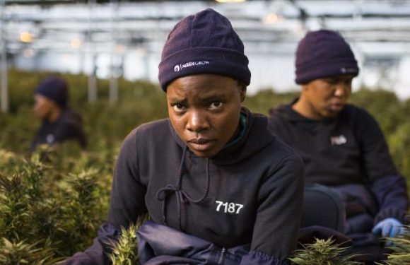 La Zambie autorise la culture du cannabis médicinal