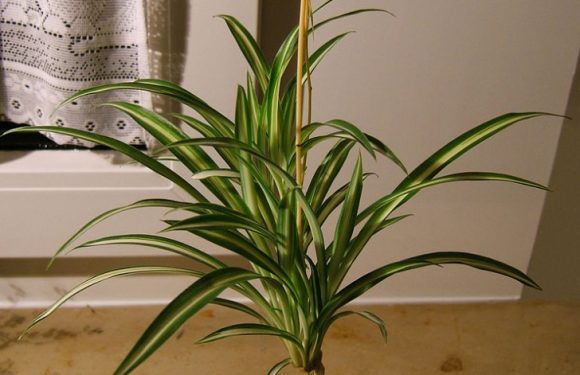 Le chlorophytum : aussi connu sous le nom de « plante araignée », est capable de purifier l’air de substances toxiques