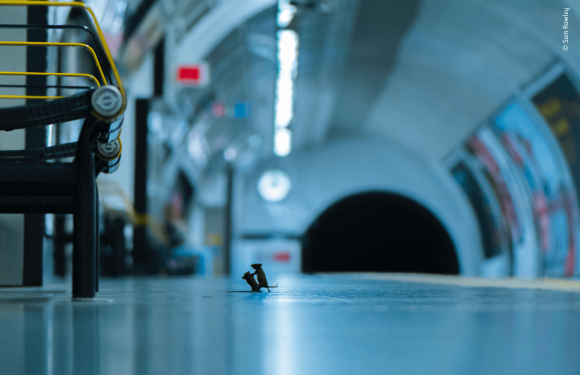 Voici les 25 photos finalistes du “Wildlife Photographer of the Year”, selon les votes du public