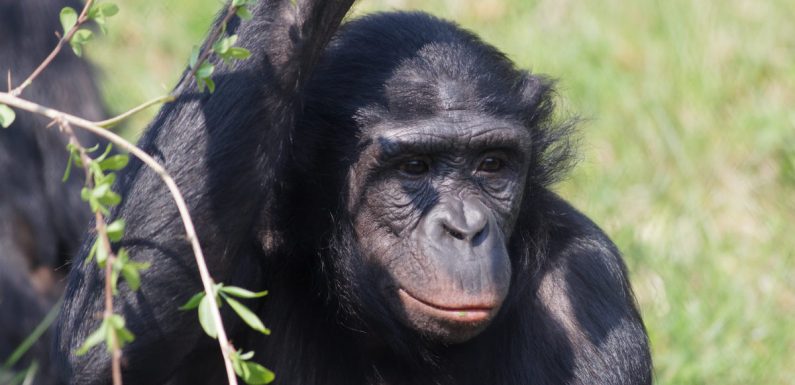 Les mesures de conservation des bonobos entravées par la déforestation et les violations des droits humains