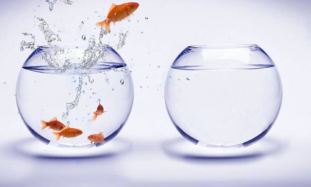 La communication, facteur déterminant de l’évolution (1)