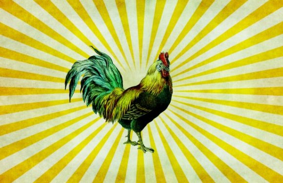 Poulet : enquête sur l’animal le plus consommé au monde
