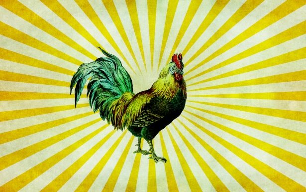 Poulet : enquête sur l’animal le plus consommé au monde