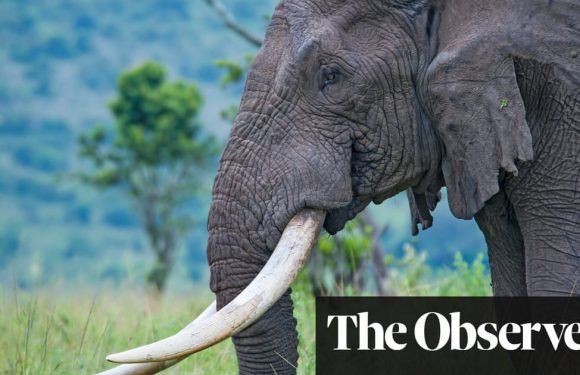 Tigers, elephants and pangolins suffer as global wildlife trafficking soars