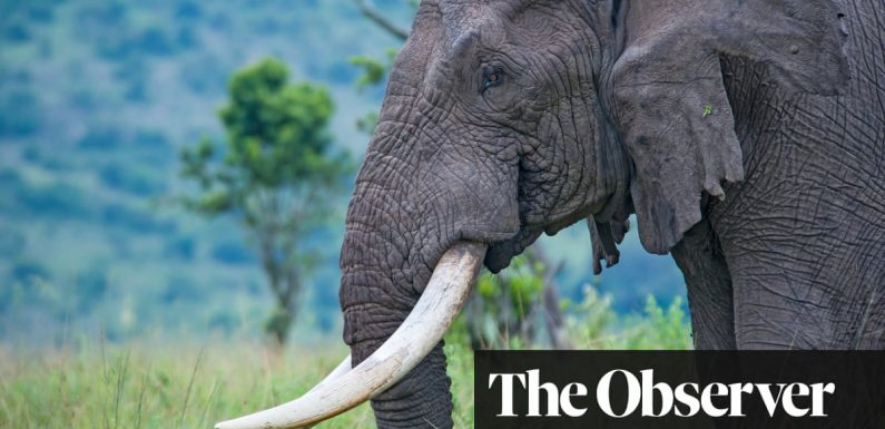 Tigers, elephants and pangolins suffer as global wildlife trafficking soars