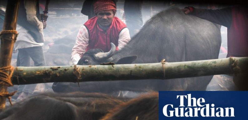 World’s ‘largest animal sacrifice’ starts in Nepal after ban ignored
