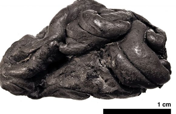 Un « chewing-gum », vieux de 5700 ans, porte des traces d&rsquo;ADN humain