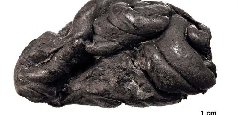 Un « chewing-gum », vieux de 5700 ans, porte des traces d’ADN humain