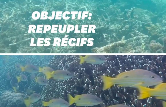 Pour protéger les récifs coralliens, ces scientifiques utilisent le son