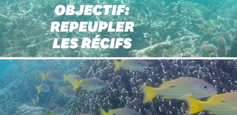 Pour protéger les récifs coralliens, ces scientifiques utilisent le son