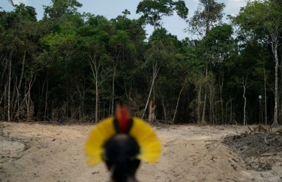 La déforestation a plus que doublé en Amazonie brésilienne en un an