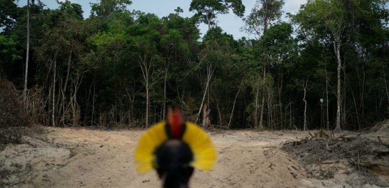 La déforestation a plus que doublé en Amazonie brésilienne en un an