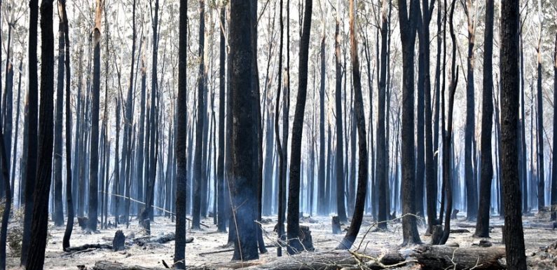 Incendies en Australie : un impact désastreux sur l&rsquo;environnement