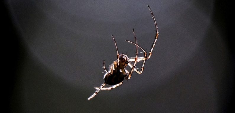 Mexique : découverte d’une araignée venimeuse qui ronge la peau