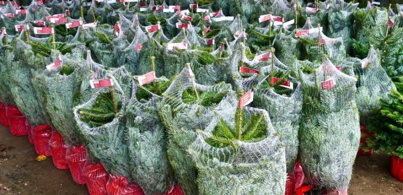 Six millions de sapins vendus pour Noël