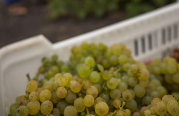 Le chlorpyrifos va être interdit dans l’Union européenne