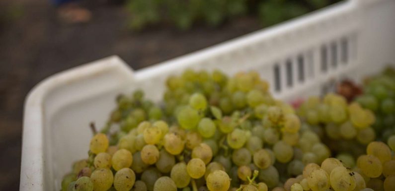 Le chlorpyrifos va être interdit dans l’Union européenne