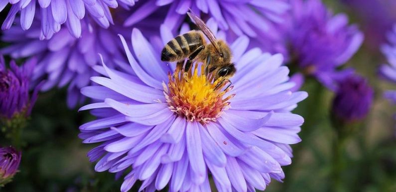 Deux nouveaux pesticides nocifs pour les abeilles interdits à compter du 1er janvier