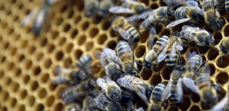 PODCAST. «Minute Papillon! Animal»: La vie presque rêvée des abeilles à Paris