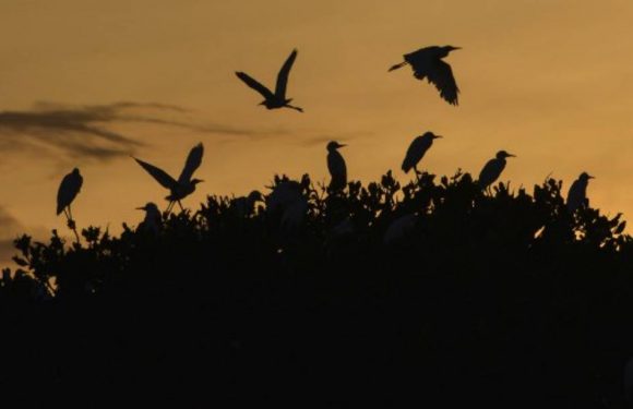 COP 25 : Protection de la biodiversité et lutte contre le réchauffement climatique, même combat ?