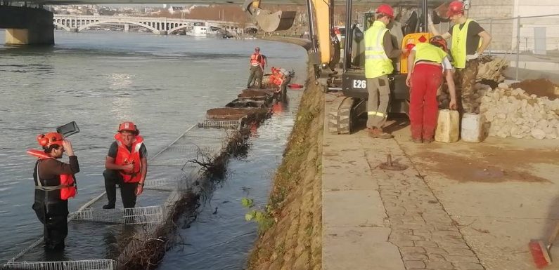 Lyon : Et si les castors revenaient sur les berges du Rhône ?