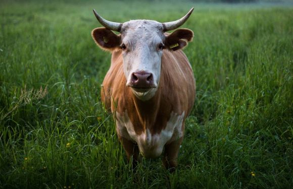 Vache folle : Des chercheurs alertent sur un possible retour de la crise sanitaire