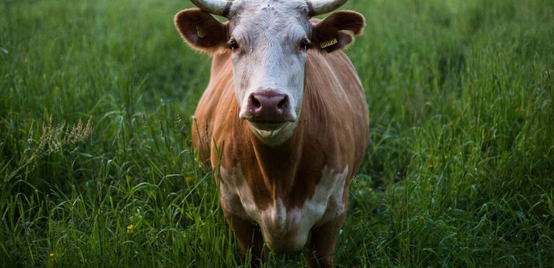 Vache folle : Des chercheurs alertent sur un possible retour de la crise sanitaire