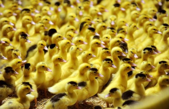 Dordogne : Une vidéo de L214 montre des milliers de canetons jetés vivants à la poubelle
