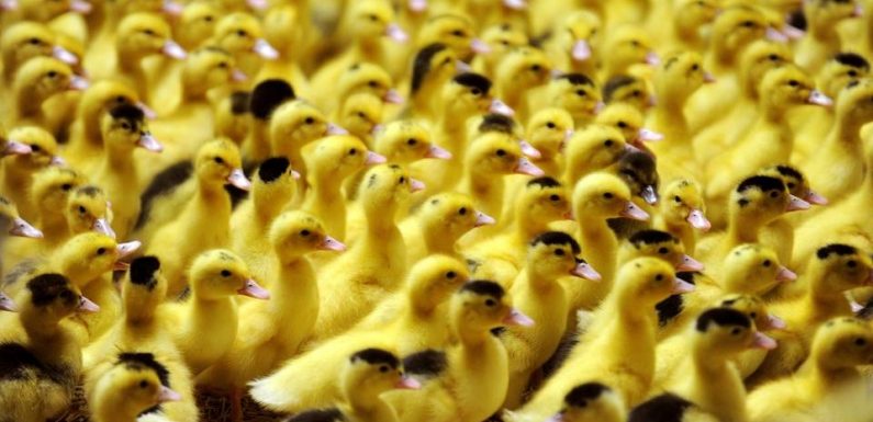 Dordogne : Une vidéo de L214 montre des milliers de canetons jetés vivants à la poubelle