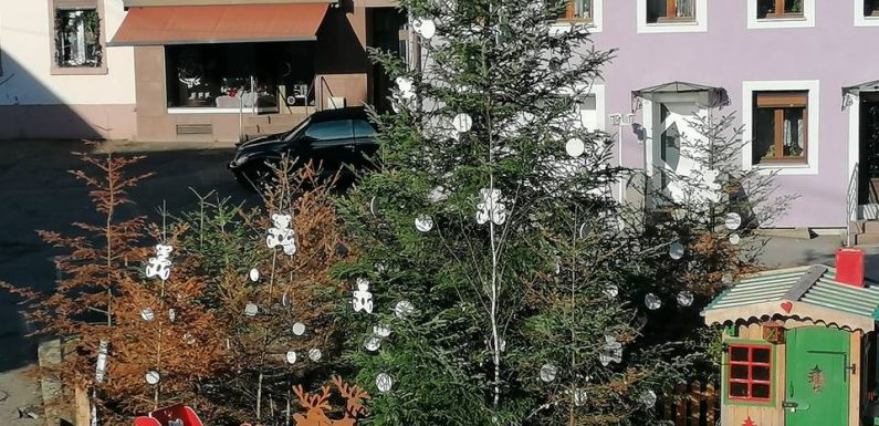 Alsace : Pour alerter sur la sécheresse, une commune installe des sapins morts comme décoration de Noël