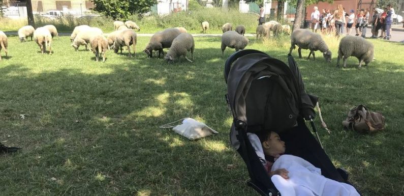 PODCAST. « Minute Papillon! Animal»: Sur la piste des moutons dans le Grand Paris