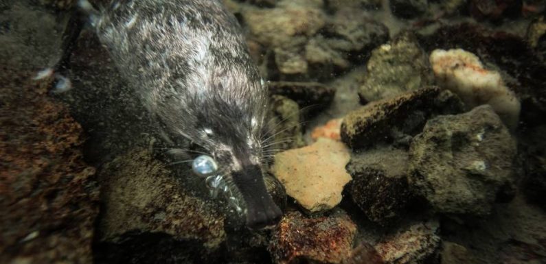VIDEO. Des scientifiques retrouvent la trace du desman des Pyrénées à l’aide de ses crottes