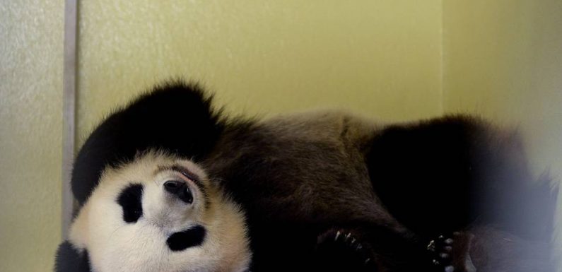 Zoo de Beauval : La femelle panda Huan Huan inséminée artificiellement