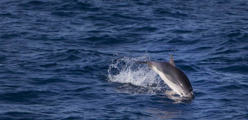 Méditerranée : « En mer, le grand dauphin est dans sa maison »