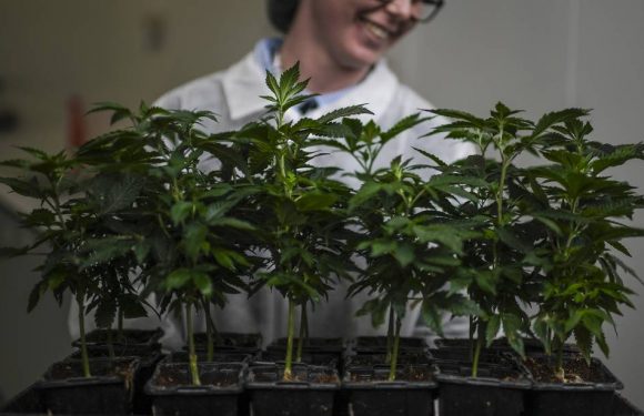 Sélection des patients, approvisionnement : Comment va se dérouler l’expérimentation du cannabis thérapeutique en France ?