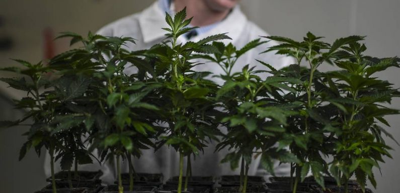 Sélection des patients, approvisionnement : Comment va se dérouler l’expérimentation du cannabis thérapeutique en France ?